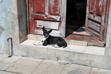 Hund im Hauseingang in Camagüey auf Kuba