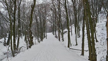 Fototapeta premium Winter