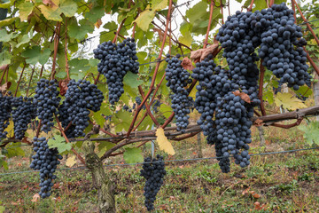 Langhe, grapes