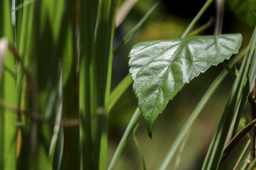 Green Leaves on blur background.