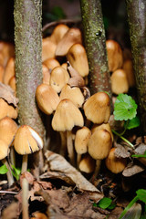 Coprinus micaceus mushroom (Coprinus atramentarius), close up