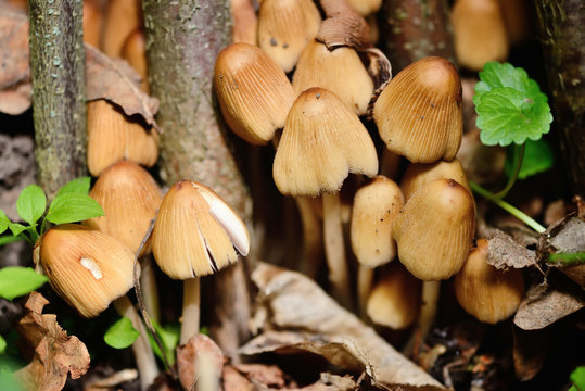 Coprinus micaceus mushroom (Coprinus atramentarius), close up