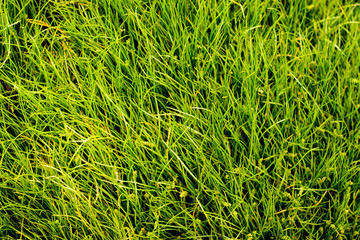 Fresh grass