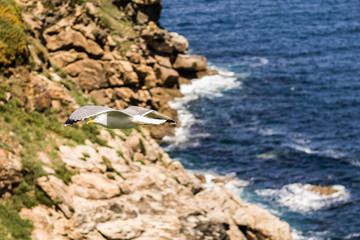Seagull flying