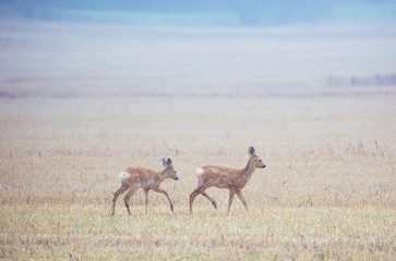 Naklejka premium Roe deer (Capreolus capreolus)