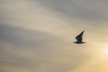 Seagull flying at sunset