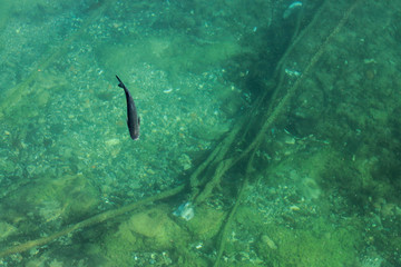 Fototapeta premium Fish in the port