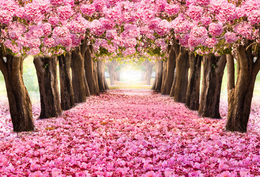Falling petal over the romantic tunnel of pink flower trees / Romantic Blossom tree over nature background in Spring season / flowers Background