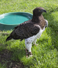 Fototapeta premium Bird of Prey