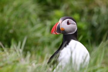 puffin