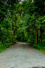 Naklejka premium Dust road to the forest