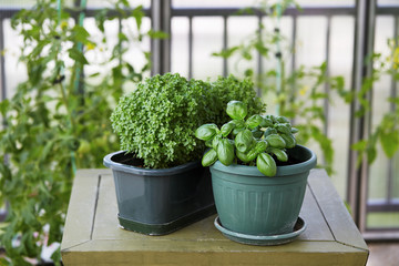 Basil herb plant growing in a pot