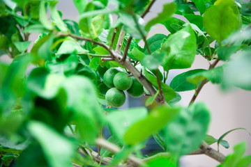 Lemon in a lime trees .
