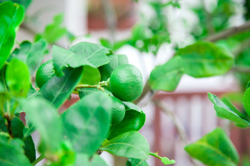 Lemon in a lime trees .