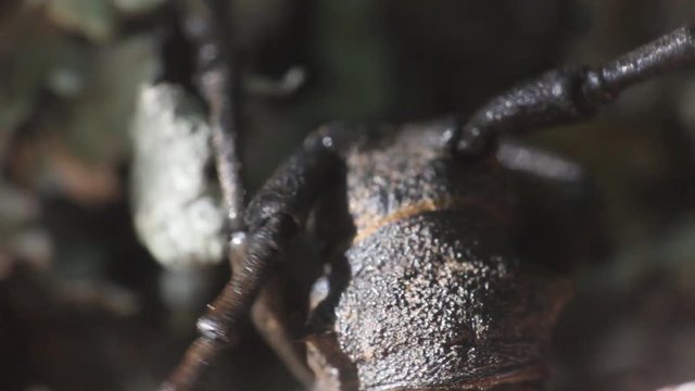 Portrait of spruce barbel (Monochamus sartor) from above. Perfectly visible work male antennas
