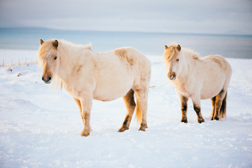 Fototapeta na wymiar Adorable furry white Icelandic horses in the winter sunset field