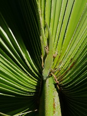 Fototapeta premium Day gekko on palm tree leaf