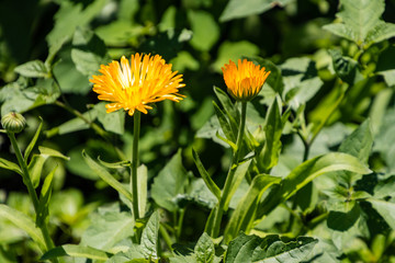 yellow wildflowers in the wild flower garden