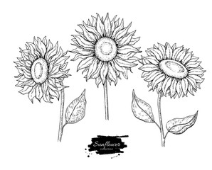 Naklejka premium Sunflower flower vector drawing set. Hand drawn illustration isolated on white background.