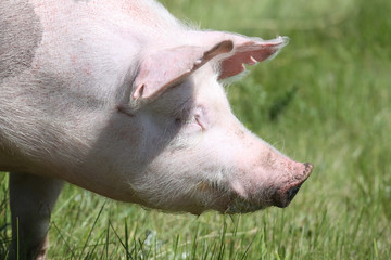 Spotted pietrain breed pig head shot at animal farm on pasture