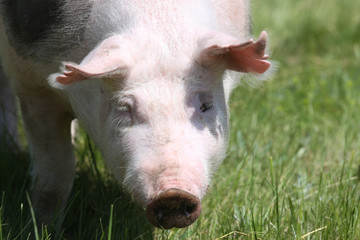 Fototapeta premium Front view head shot of a young pietrain breed pig on natural environment