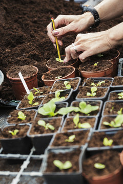 Close up of a person planting a seedling in a terracotta flower pot.