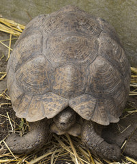 Tortoise