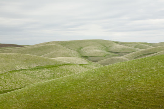 Rolling green hills in Central Oregon in spring, view from a height. 