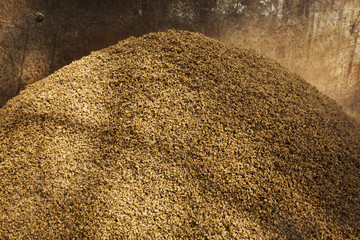 Close up of a heap of spent grain used in the brewing process. 
