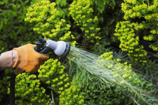 A gardener watering plants in a flowerbed using a water hose. 