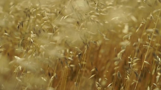 slow motion closeup of oat field on stormy sunny day
