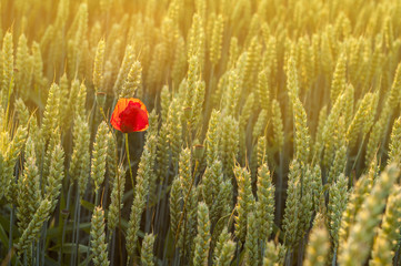 Lonely poppy flower