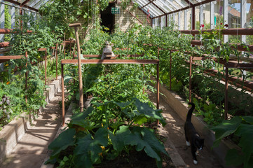 Natural garden greenhouse.