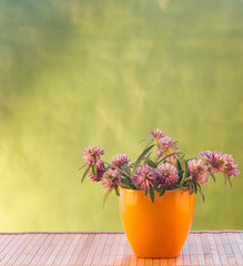 Clovers blossom in orange mung