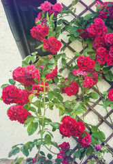 Red roses climbing on wooden fence