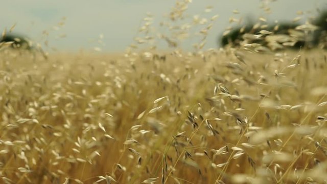 slow motion of ripe oat field in wind
