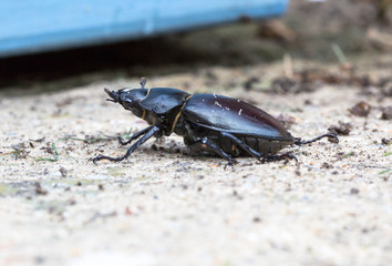 Lucanus cervus, stag beetle female walking in garden