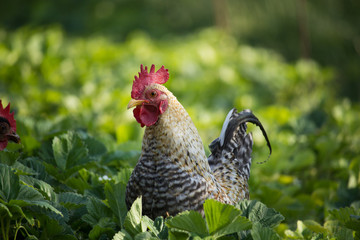 Cockerel in the Garden