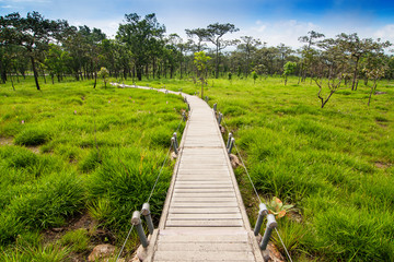 Fototapeta na wymiar Nature trails to beautiful jungle, Pa Hin Ngam national park in Chaiyaphum Province,Thailand.