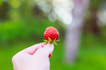 Strawberry in hand on a green background
