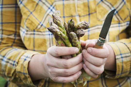 Close up of person holding a bunch of green asparagus and a knife.