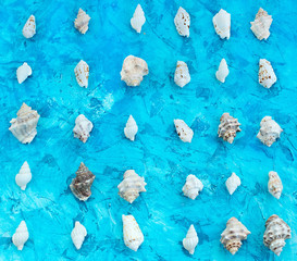 Decorative arrangement of sea shells on a blue background
