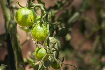 Green tomatoes on the branch in the water droplets after the rain. Home growing of fresh vegetables.