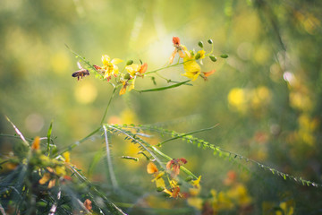 A bee and yellow flowers