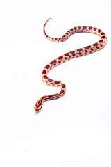 corn snake