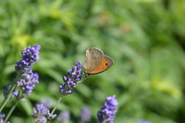 Meadow brown butterfly or Maniola jurtina on lavender flower