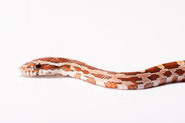 corn snake