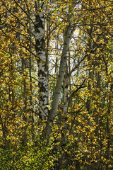 Fototapeta premium Landscape near Gagarin. Smolensk Oblast. Russia
