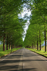 Metasequoia Namiki