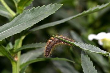 Caterpillar of Yellow-tail butterfly covered with irritating hairs